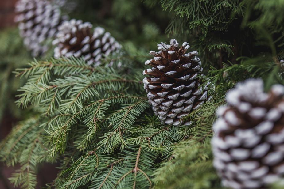 Seasons Greetings!